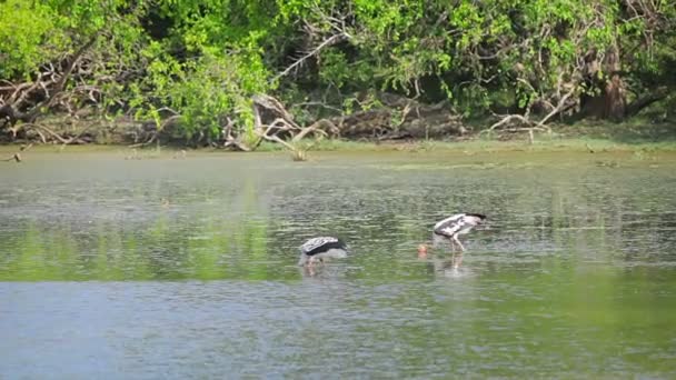 1920 x 1080 video - vadare målade stork. Sri lanka — Stockvideo