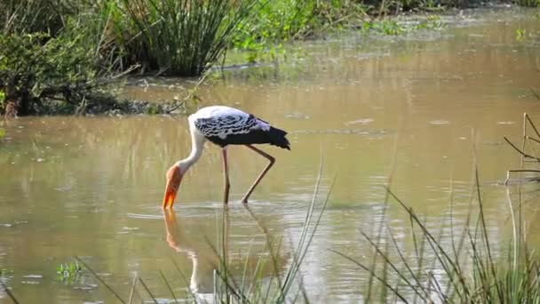 1920x1080 video - Wading bird Painted Stork. Sri Lanka — Stock Video