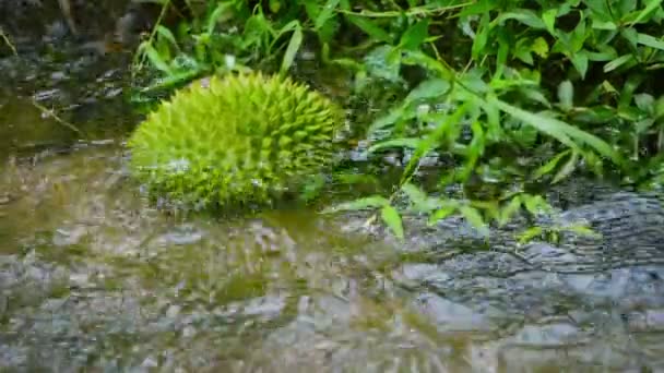 1920x1080 video - Buah tropis yang mengambang di sungai. Durian — Stok Video