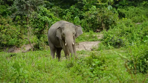 Video 1920 x 1080 - vrouwelijke olifant grazen in de buurt van de jungle — Stockvideo