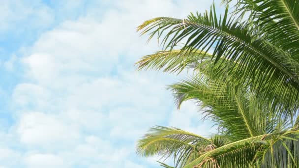 Video 1920 x 1080 - palm bomen op hemel achtergrond close-up zwaaiend fronds — Stockvideo