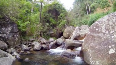 Video 1080p - küçük bir dağ dere çamurlu suda balıklar. Sri Lanka