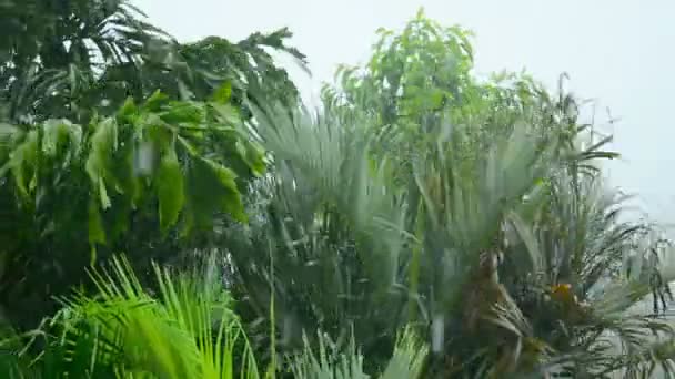 Video 1080p - het regenseizoen in de tropen — Stockvideo