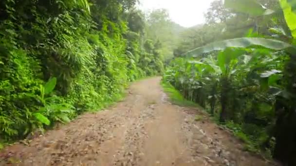 1920x1080 video - Movement on a forest road among tropical trees — Stock Video