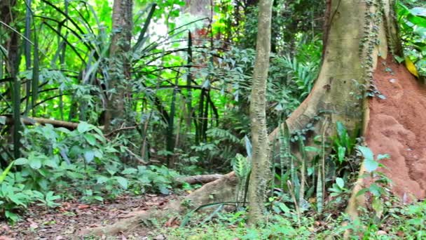 Vídeo 1920x1080 - Montado perto da grande árvore na floresta tropical — Vídeo de Stock