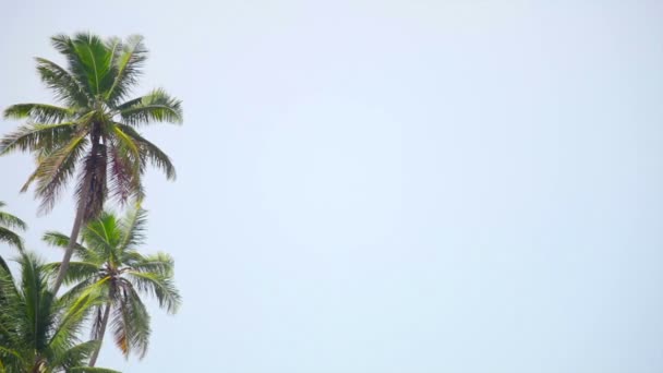 Video 1920 x 1080 - coconut palmbomen op de achtergrond van een heldere hemel — Stockvideo