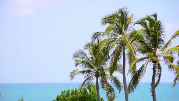 Vídeo 1920x1080 - Grupo de palmeiras balança na brisa contra um oceano tropical — Vídeo de Stock