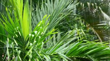 video 1920 x 1080 - yağmur ormanı. yağışlı sezon sırasında şiddetli yağmur