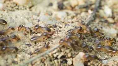 termitler yere hareket ediyor. Tayland