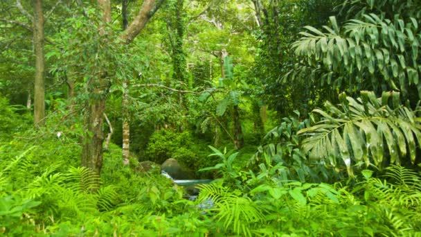 Video 1920x1080 - Rainforest of thailand. A small stream gurgles — Stock Video