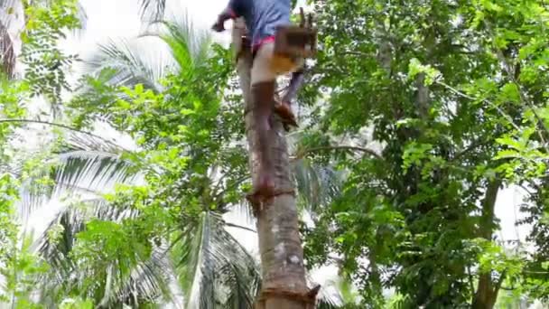 KANDY, SRI LANKA - 17 DE ABR: El recolector de coco profesional se traslada al tronco de la palma el 17 de abril de 2013 en Kandy, Sri Lanka. La cosecha de coco sigue siendo solo trabajo manual . — Vídeo de stock
