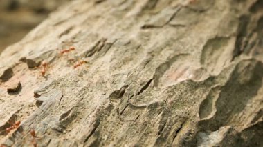 video 1920 x 1080 - tropikal kırmızı weaver karıncalar üzerinde kabuk kapatın. oecophylla