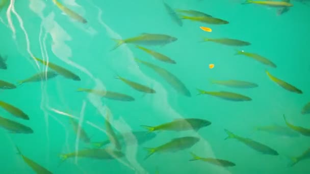 Video 1920 x 1080 - sladkovodní ryby v tropické rybníka pod dřevěným mostem. Laos — Stock video