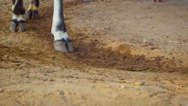 Video 1920x1080 - Cows used in agriculture. Hooves closeup — Stock Video