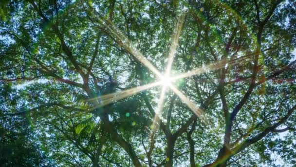 Video 1080p - El sol brilla a través de las hojas de un árbol tropical — Vídeos de Stock
