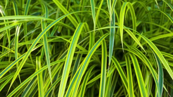 Vídeo 1920x1080 - Closeup de plantas tropicais decorativas — Vídeo de Stock