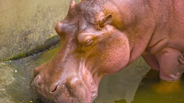 Video 1920x1080 - Hippopotamus masticare primo piano — Video Stock