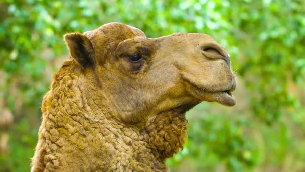 Video 1920x1080 - Camel close up — Stock Video