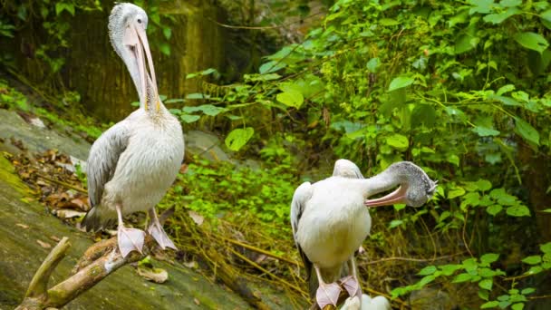 Vídeo 1920x1080 - Dois pelicanos descansando — Vídeo de Stock