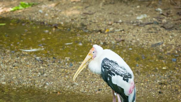 Video 1920 x 1080 - Gulnäbbad stork (mycteria ibis) — Stockvideo