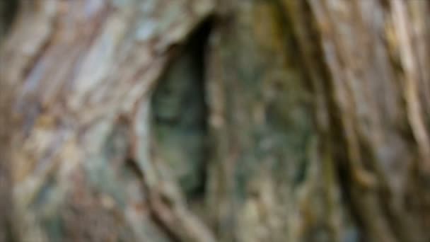 Video 1920x1080 - Stone face buried in the roots of a tree. Angkor, Cambodia — Stock Footage Video 1920x1080 - Stone face buried in the roots of a tree. Angkor, Cambodia Video Clip