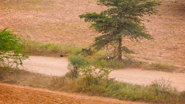 Video 1920x1080 - Cart with horse on a rural road in the evening. Myanmar, Bagan — Stock Video