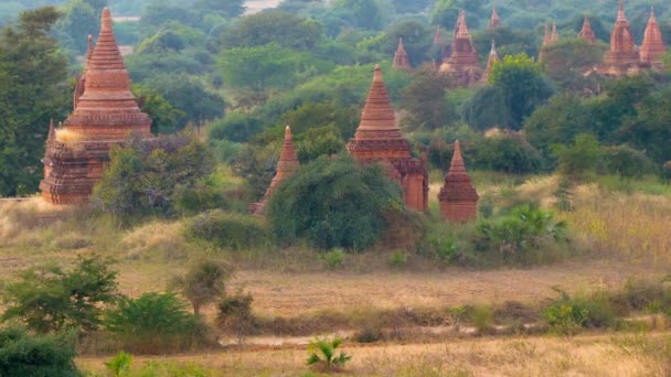 Wideo 1920 x 1080 - Pagan-Birma świątynie po zachodzie słońca. Myanmar — Wideo stockowe