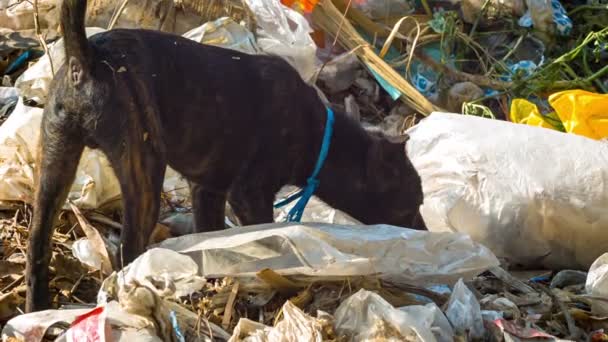 Video 1920x1080 - Streunender Hund auf Nahrungssuche auf der Müllkippe — Stockvideo