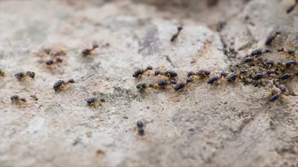 Vidéo 1920x1080 - Termites travaillant en équipe 