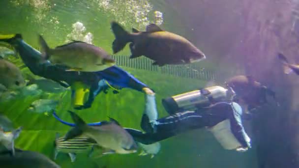 Chiang kan, thailand - 02 december 2013: duikers en fishs in het grote aquarium in chiang kan reuzenpanda dierentuin — Stockvideo