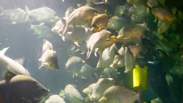 CHIANG MAY, THAILAND - 02 DEC 2013: Divers and freshwater stingray in the big aquarium in Chiang May Giant Panda Zoo — Stock Video