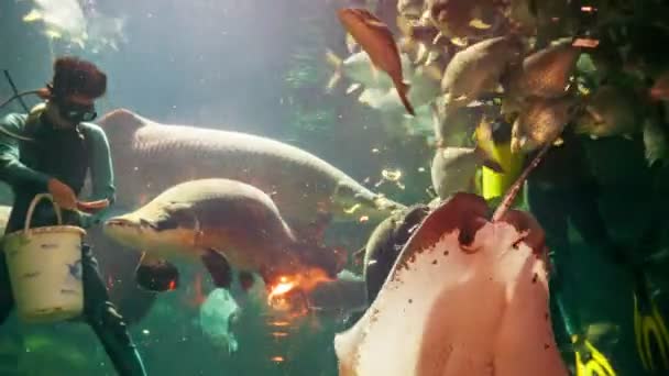 CHIANG MAY, THAILAND - 02 DEC 2013: Divers feed fishs in the big aquarium in Chiang May Giant Panda Zoo — Stock Video