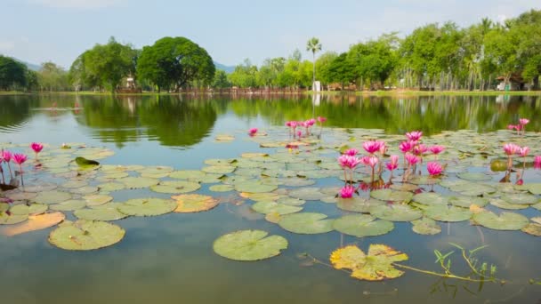 Vidéo 1920x1080 - Étang ornemental dans le parc avec des lis. Thaïlande, Sukhothai 