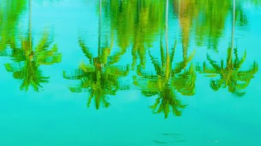 video 1920 x 1080 - Hindistan cevizi avuç içi yansıma gölet