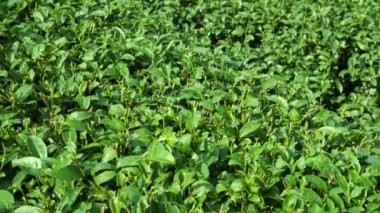 Video 1920x1080 Çay çalılığı kapanıyor