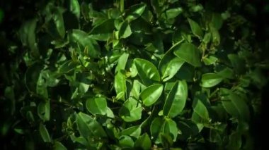 yeşil çay yaprakları çalıların üzerinde video 1920 x 1080 - yakın çekim