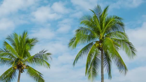 Video 1920x1080 - Palmeras de coco balanceándose sobre el fondo del cielo — Vídeo de stock