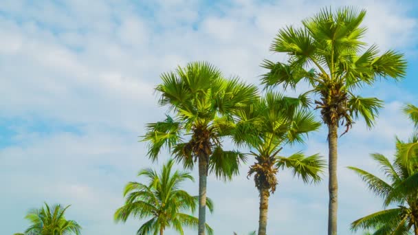 Video 1920x1080 - Tropical palm trees on sky background — Stock Video