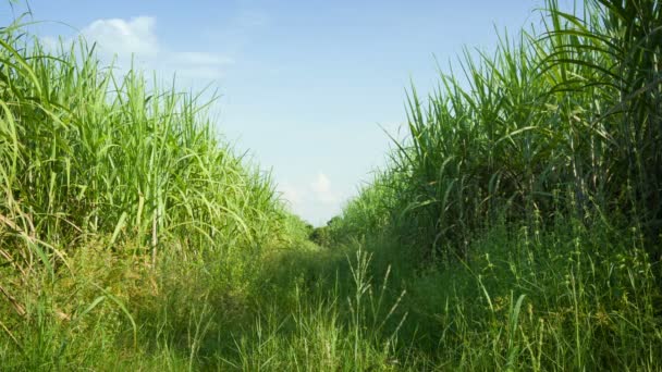 Video 1920x1080 - Campo de caña de azúcar. Tailandia — Vídeo de stock