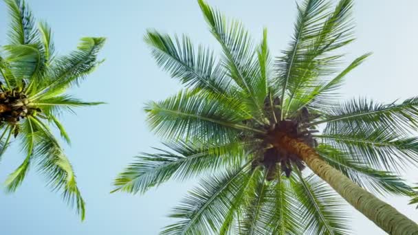 Wideo 1920 x 1080 - szczyty palm kokosowych na tle nieba — Wideo stockowe
