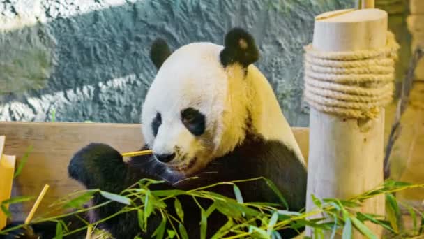 Video 1920x1080 - Panda isst Bambus Nahaufnahme — Stockvideo