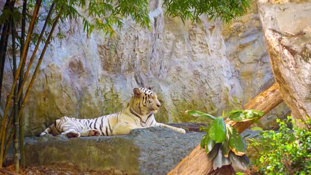 Vídeo 1920x1080 - Tigre descansando sobre uma rocha — Vídeo de Stock