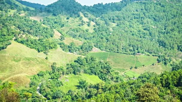 Video 1920x1080 - Montañas en el norte de Tailandia con plantaciones de té — Vídeo de stock
