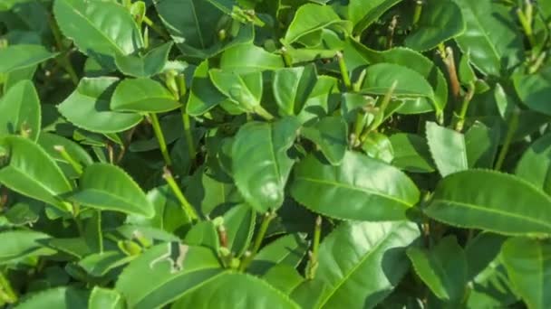 Видео 1920x1080 - выращивание чайных листьев вблизи — стоковое видео