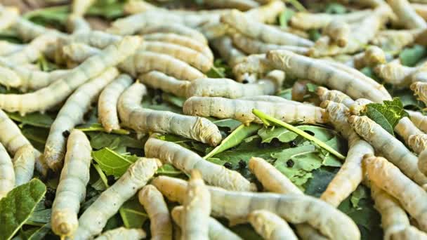 Video 1920x1080 - silkworm caterpillars ready for pupation closeup — Stock Video