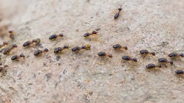 Vidéo 1920x1080 - Les termites se précipitent sur leur route 