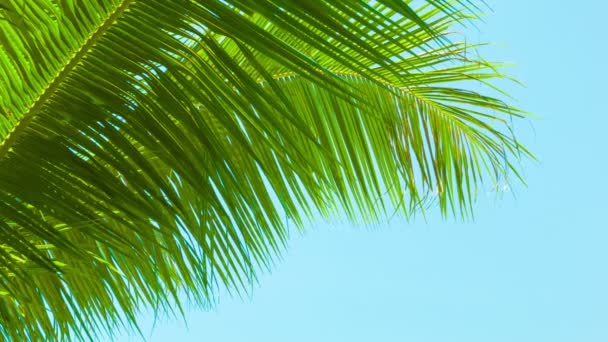 Video 1920x1080 - A light breeze rustles the palm fronds on sky background. Thailand — Stock Video