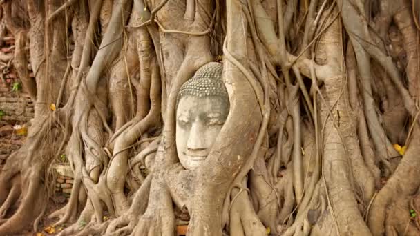 Video 1920x1080 - Cara de piedra enterrada en las raíces de un árbol. Tailandia, Ayutthaya — Vídeo de stock