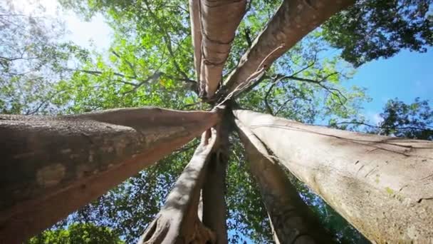Βίντεο 1920 x 1080 - μεγάλο τροπικό δέντρο με τους πολλαπλάσιους κορμούς — Αρχείο Βίντεο