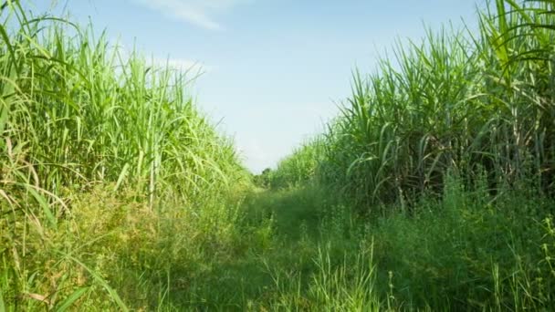 Video 1920x1080 - Sugarcane fields. Thailand, Sukhothai — Stock Video